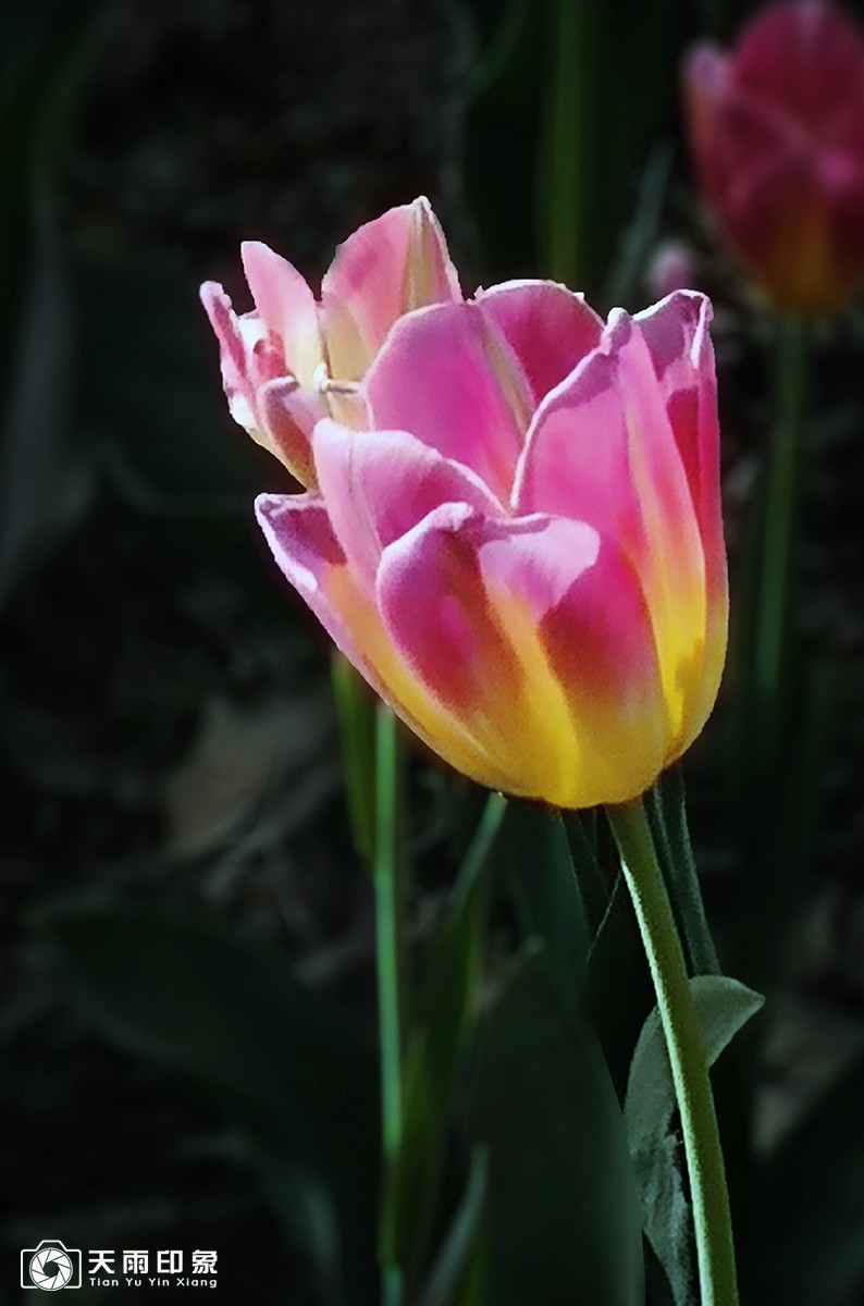 花中"女神" ——郁金香-中关村在线摄影论坛