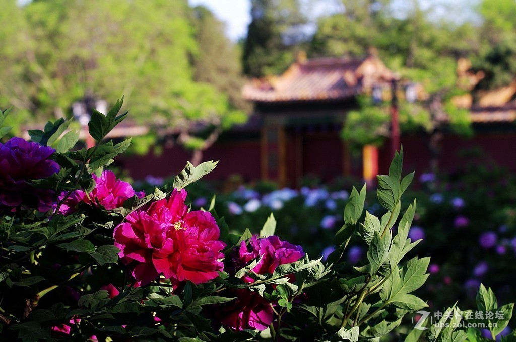 花开富贵