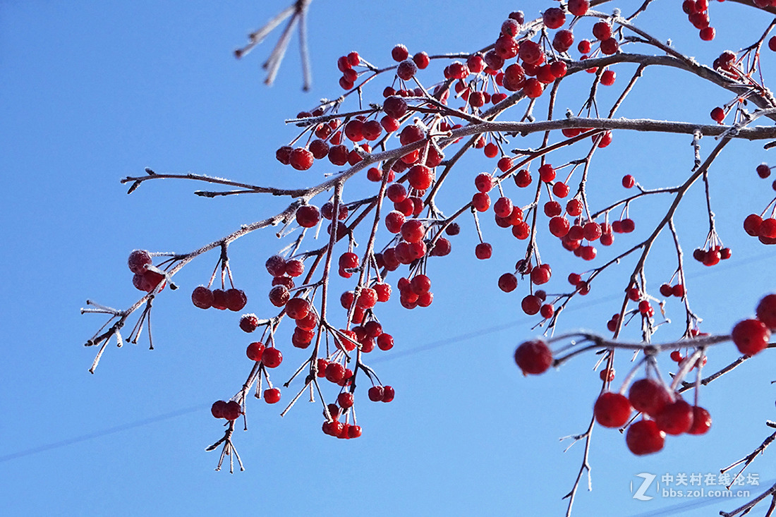 【  冬 天 的 海 棠 果  】