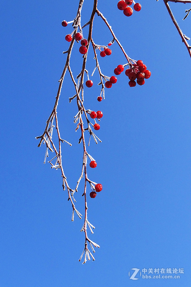 【  冬 天 的 海 棠 果  】