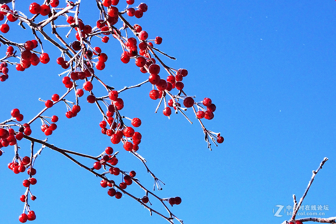 【  冬 天 的 海 棠 果  】