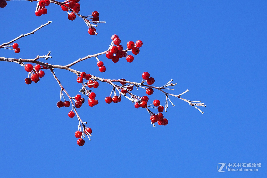 【  冬 天 的 海 棠 果  】
