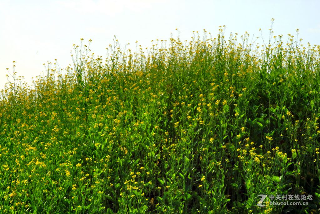 《春天来了》---腊八节这天