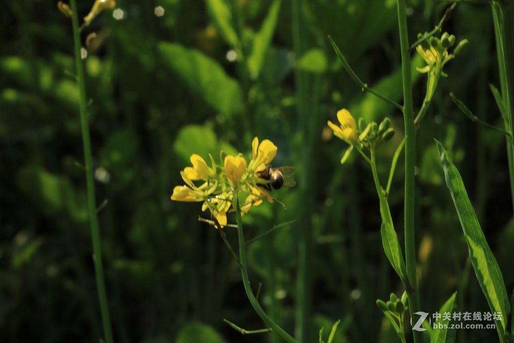《春天来了》---腊八节这天