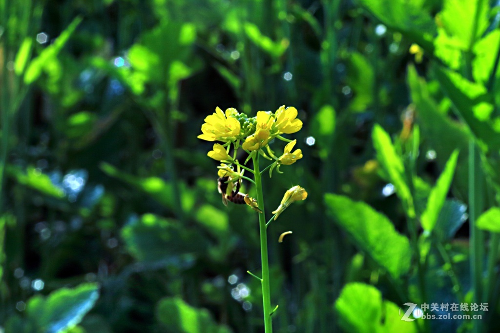 《春天来了》---腊八节这天