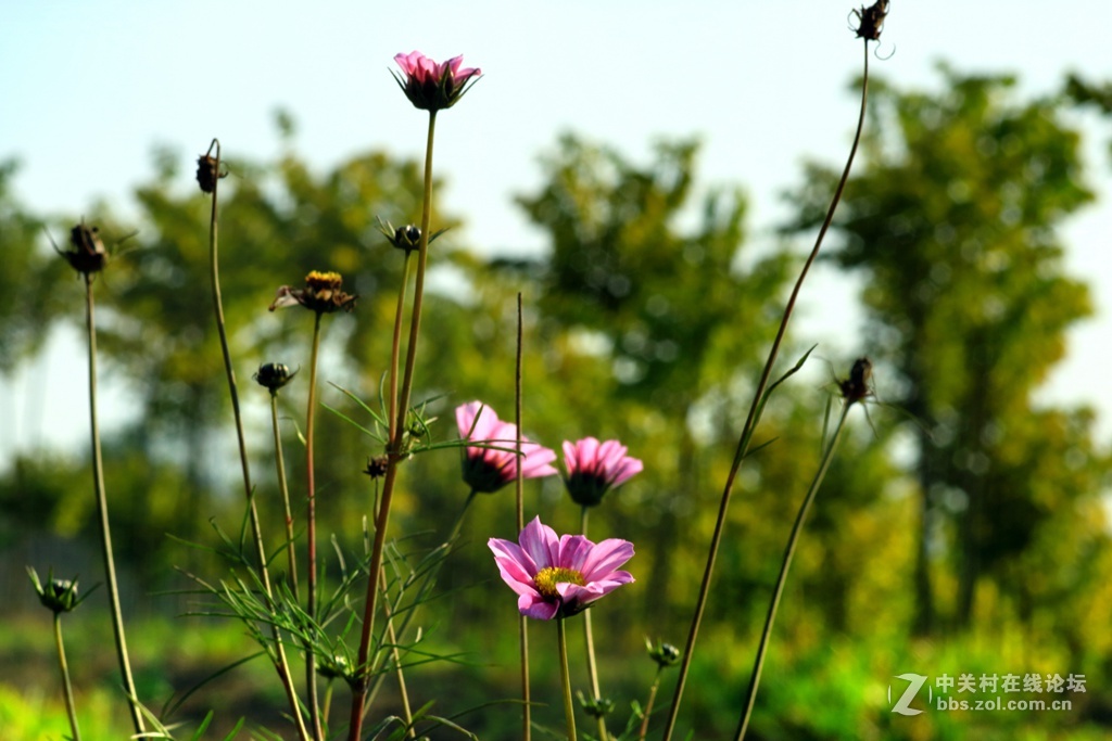 《春天来了》---腊八节这天