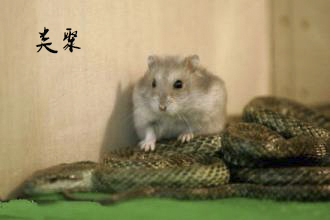 探索动物的乐趣胜于探索人