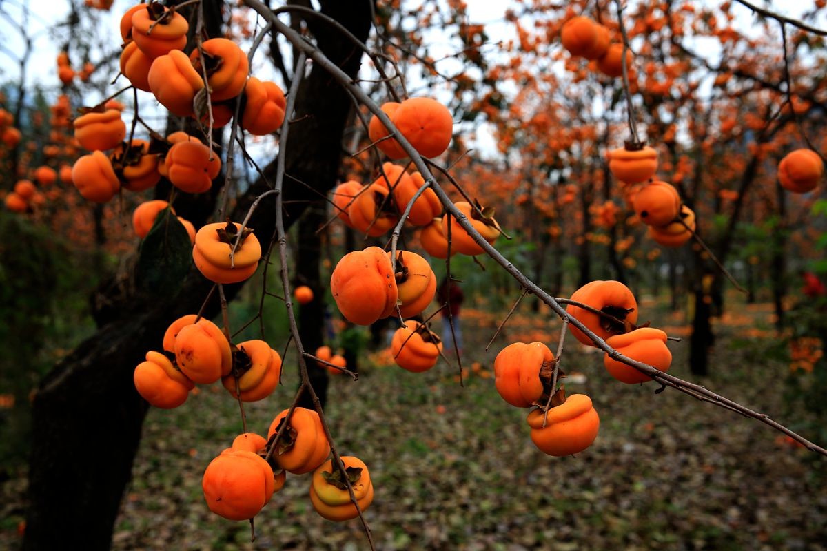 磨盘柿子第一村