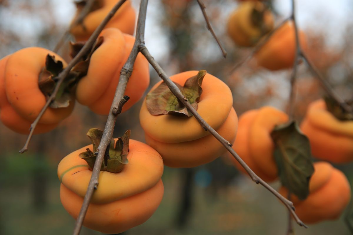 磨盘柿子第一村