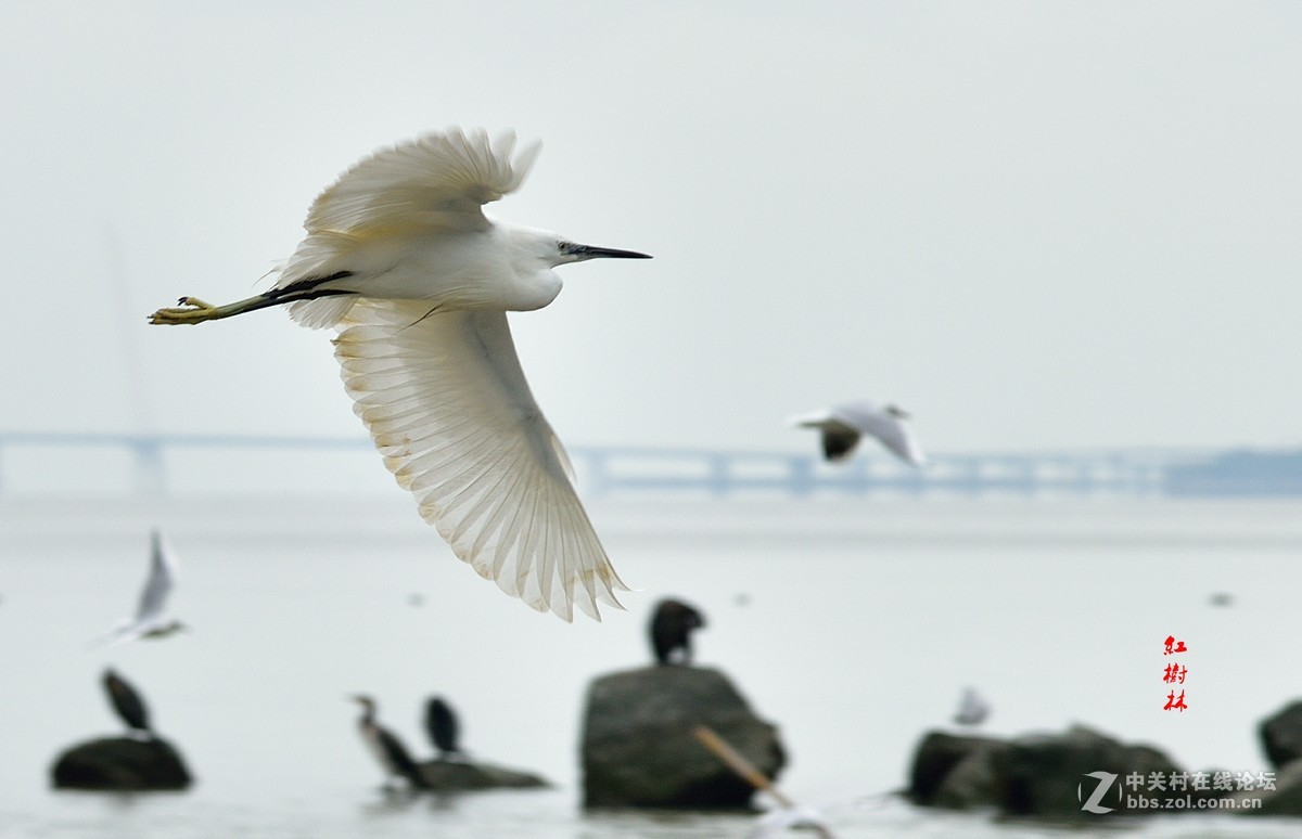 红树林拍鸟，请多指教