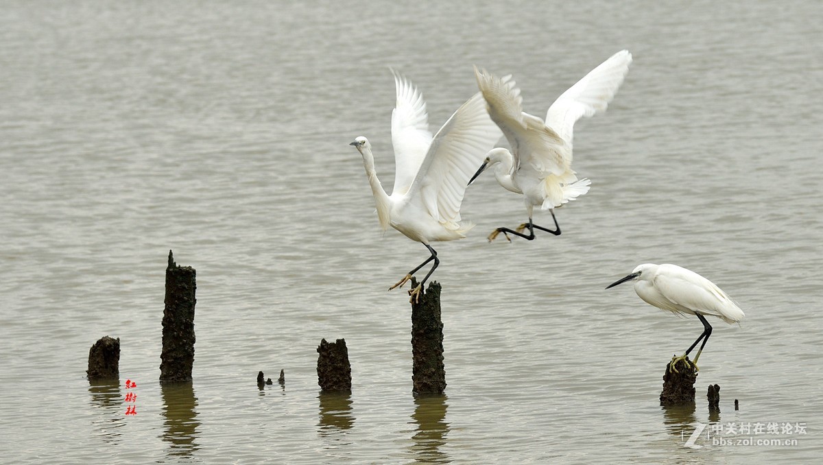 红树林拍鸟，请多指教