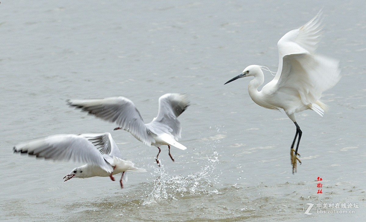 红树林拍鸟，请多指教