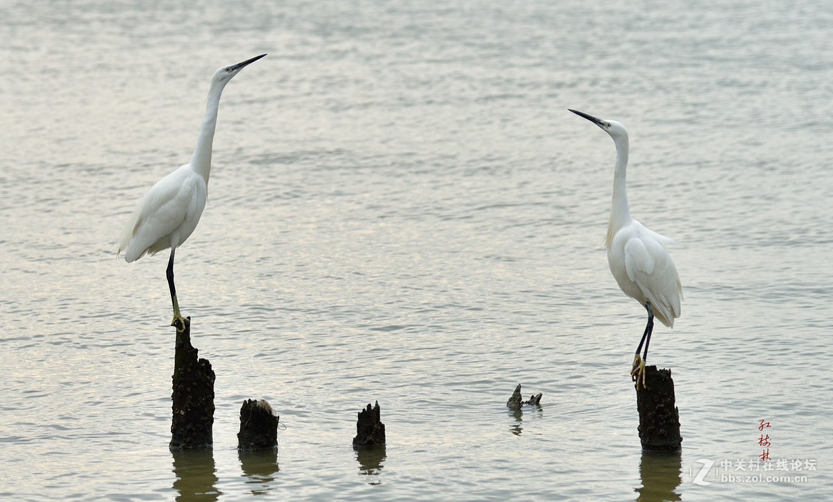 红树林拍鸟，请多指教