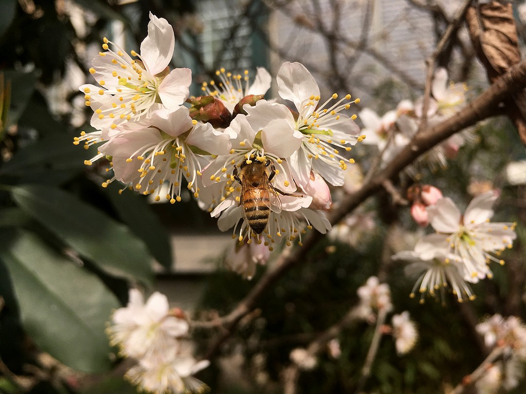 SE   二月花  随拍