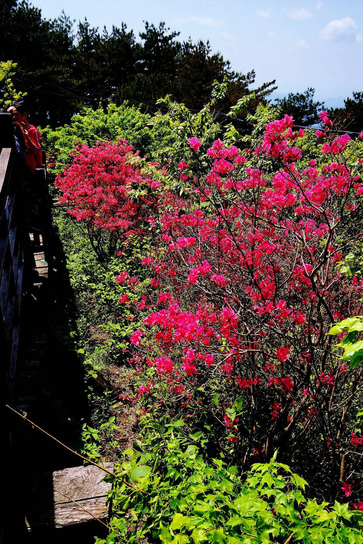 湖北麻城印象---麻城龟锋山！续-（一）。。。。。