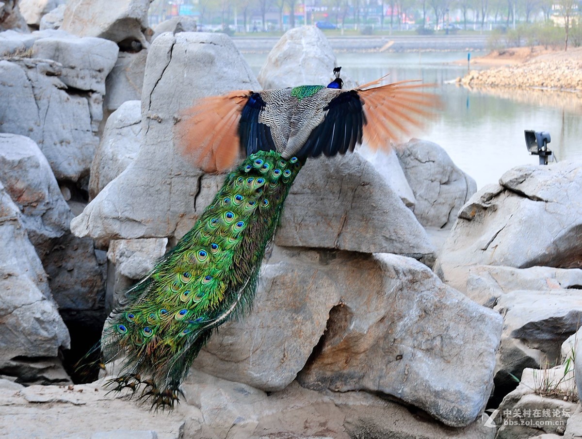 孔雀本是鸟中神  a
