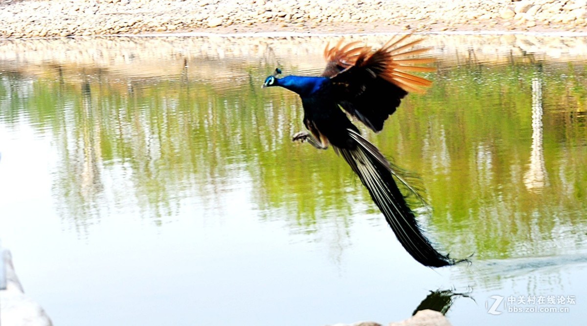 孔雀本是鸟中神  a