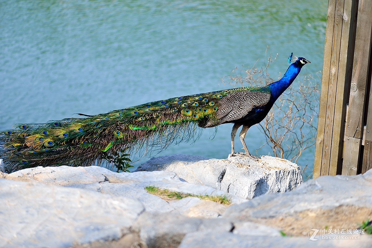 孔雀本是鸟中神  a
