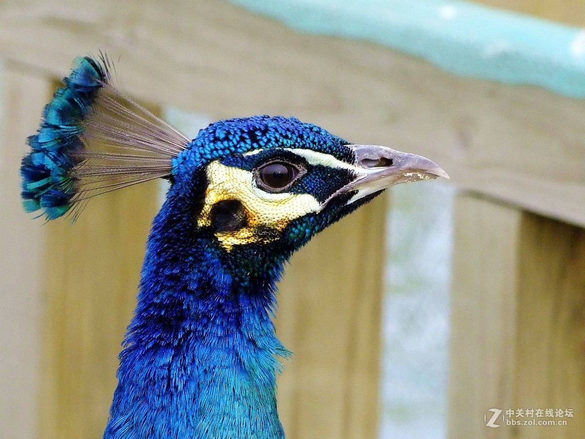 孔雀本是鸟中神  a