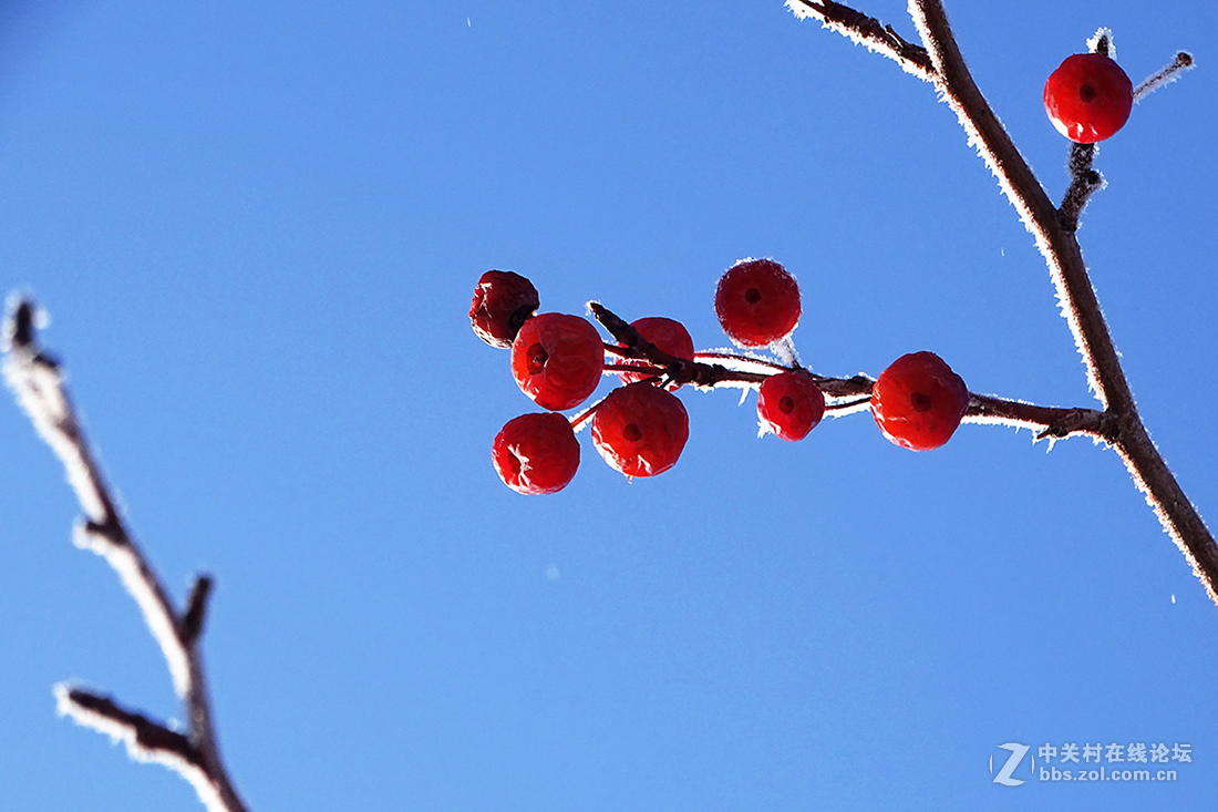 【  冬 天 的 海 棠 果  】