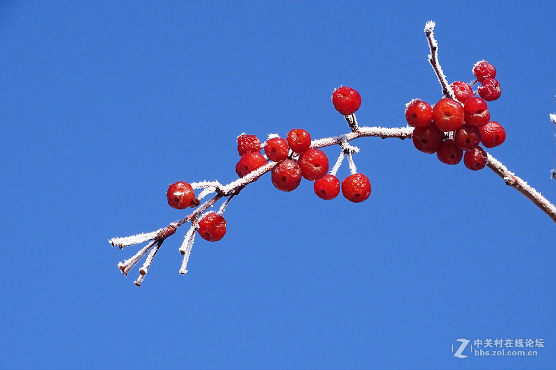 【  冬 天 的 海 棠 果  】