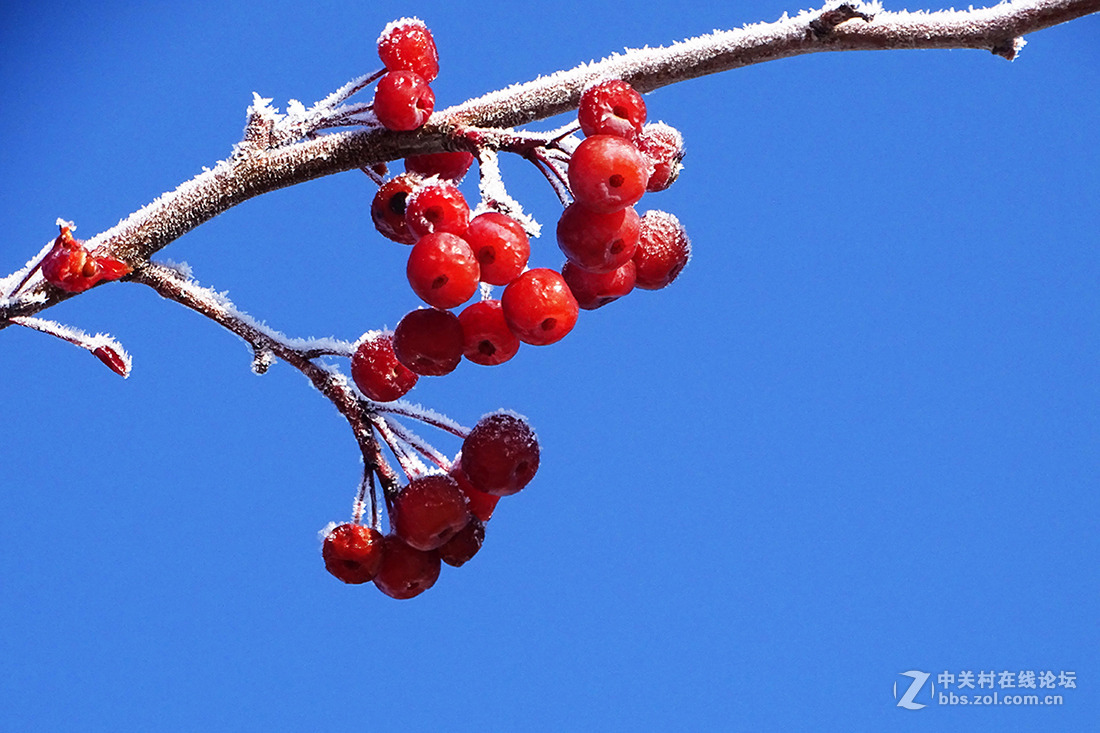 【  冬 天 的 海 棠 果  】