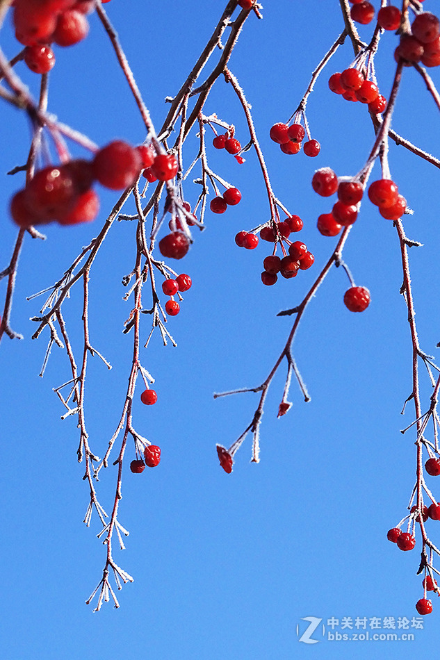 【  冬 天 的 海 棠 果  】