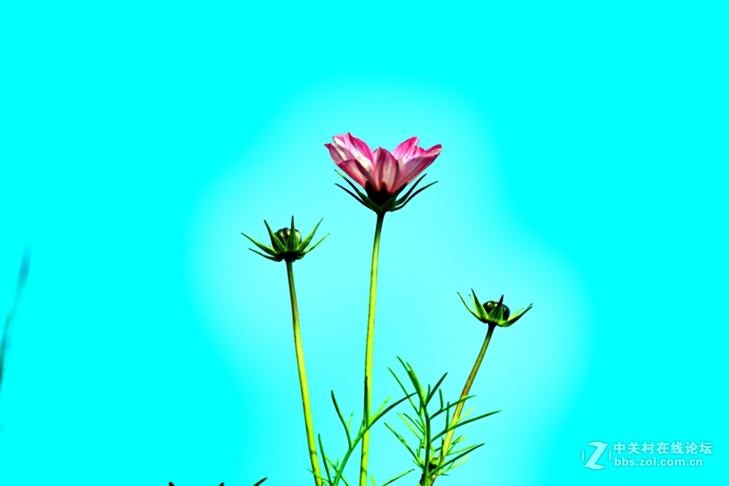 《春天来了》---腊八节这天