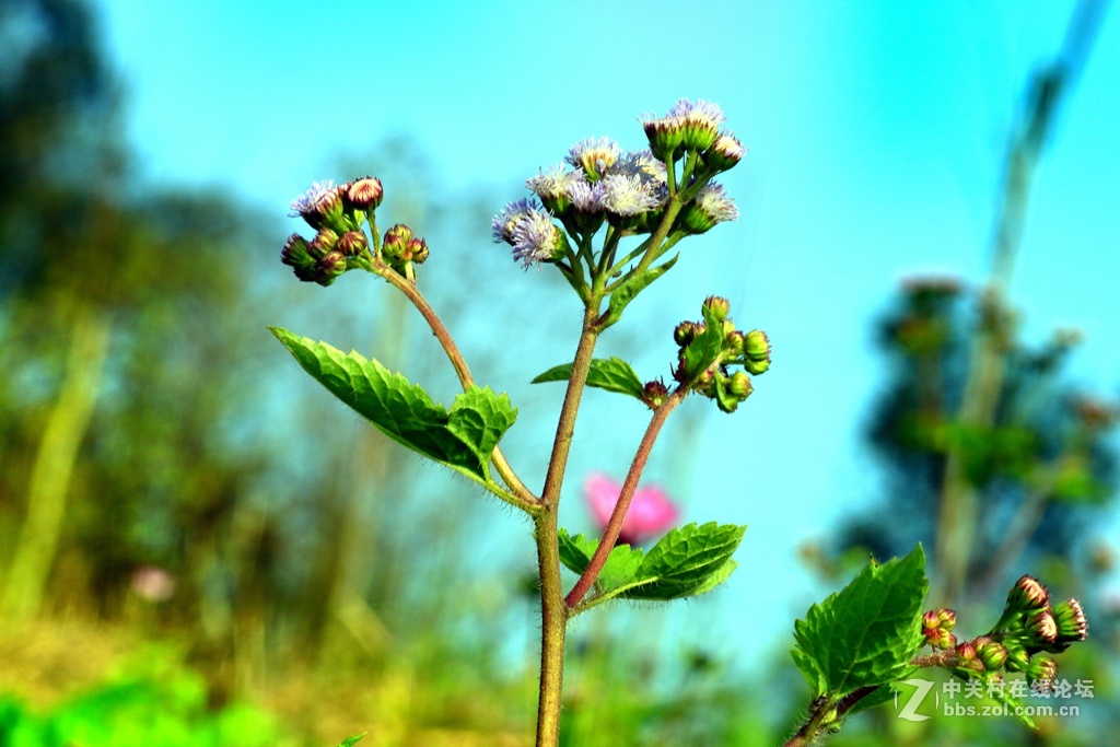 《春天来了》---腊八节这天