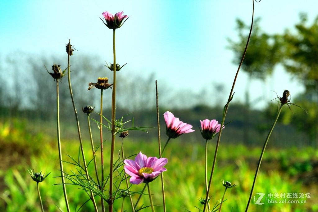《春天来了》---腊八节这天