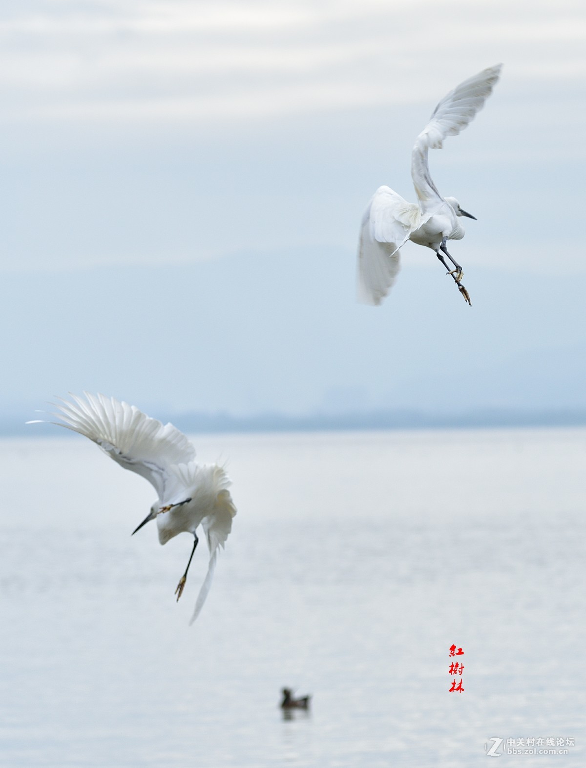 红树林拍鸟，请多指教