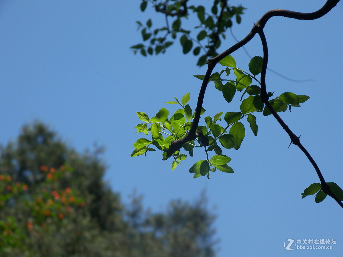那一抹难忘的色彩----柯达p880