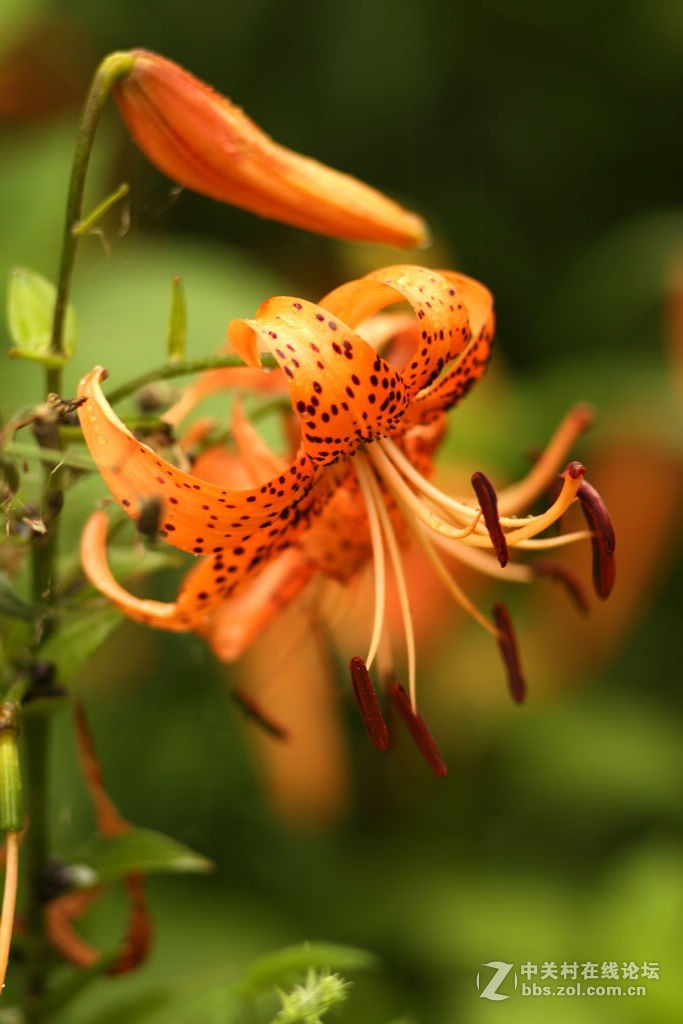 紅色百合花20170801