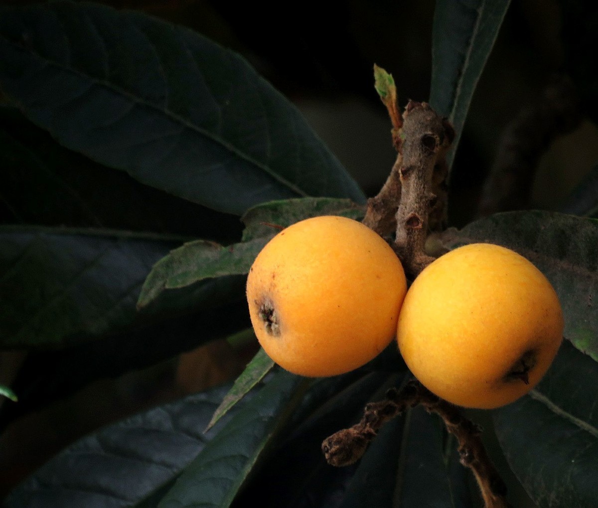 又是一年枇杷黄