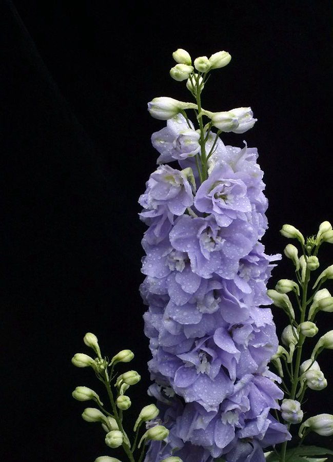 高翠雀花