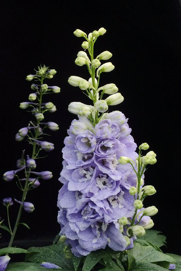 高翠雀花