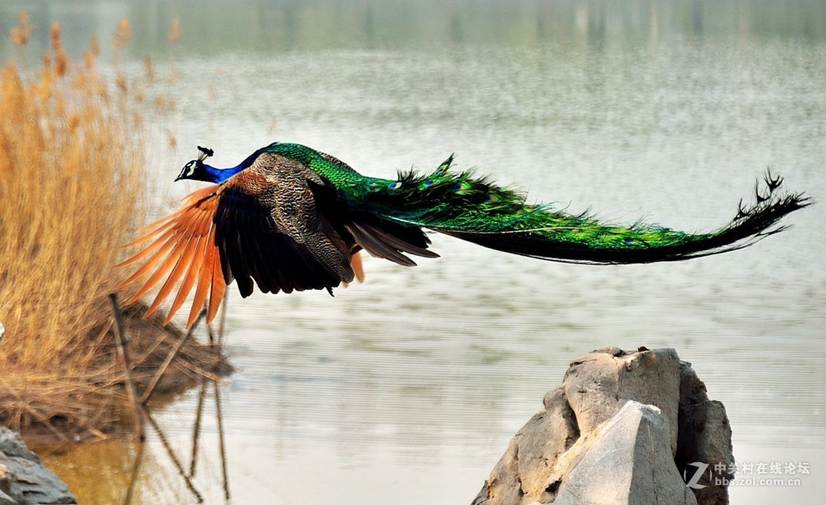 孔雀本是鸟中神  a