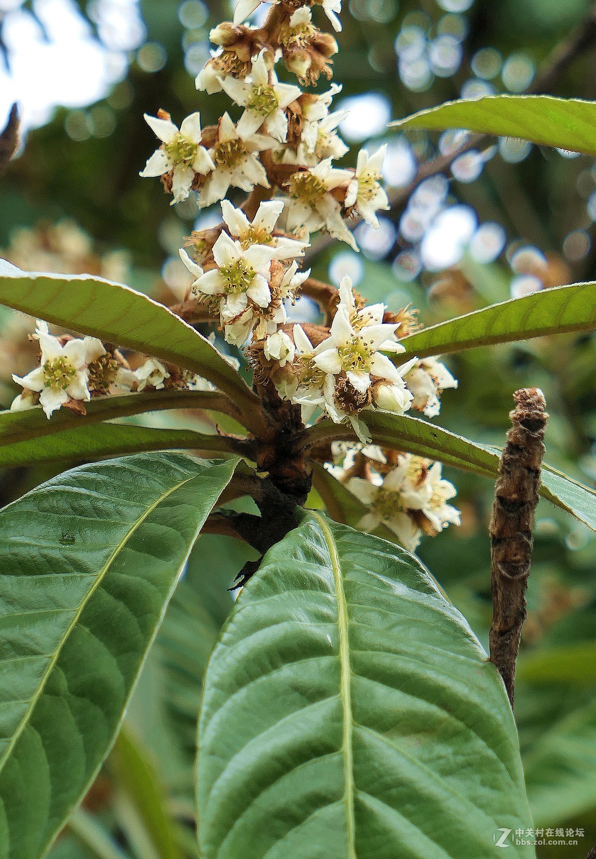 枇杷花很小很香不为人注意