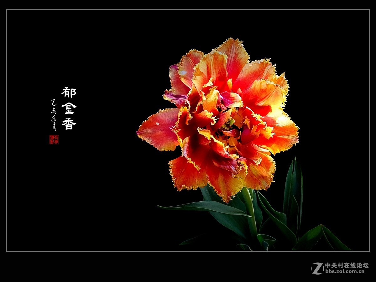 郁金香(2015)