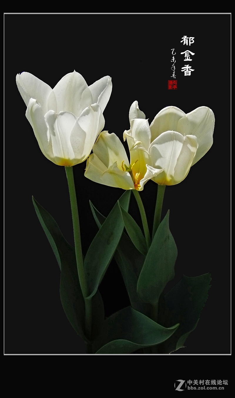 郁金香(2015)