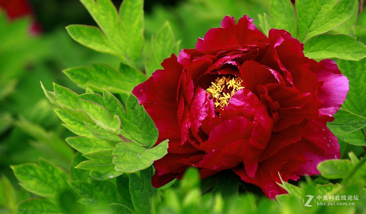 【2016--富贵牡丹】