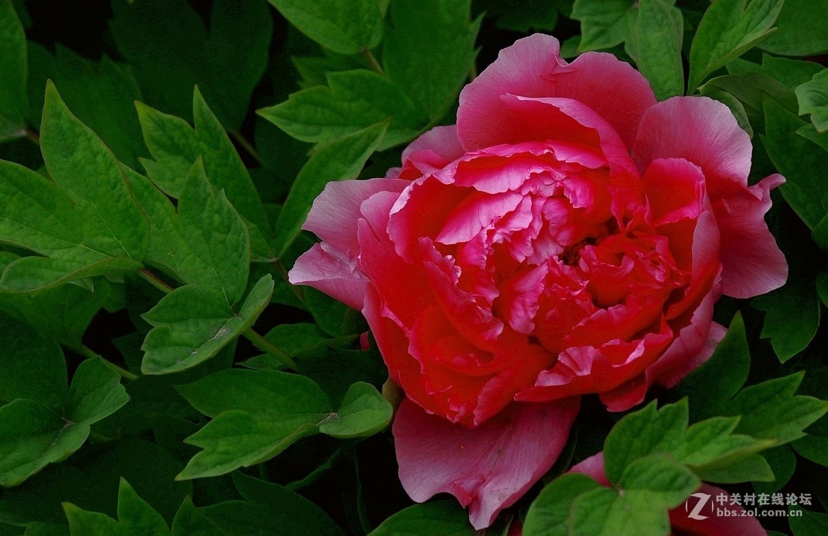 【2016--富贵牡丹】