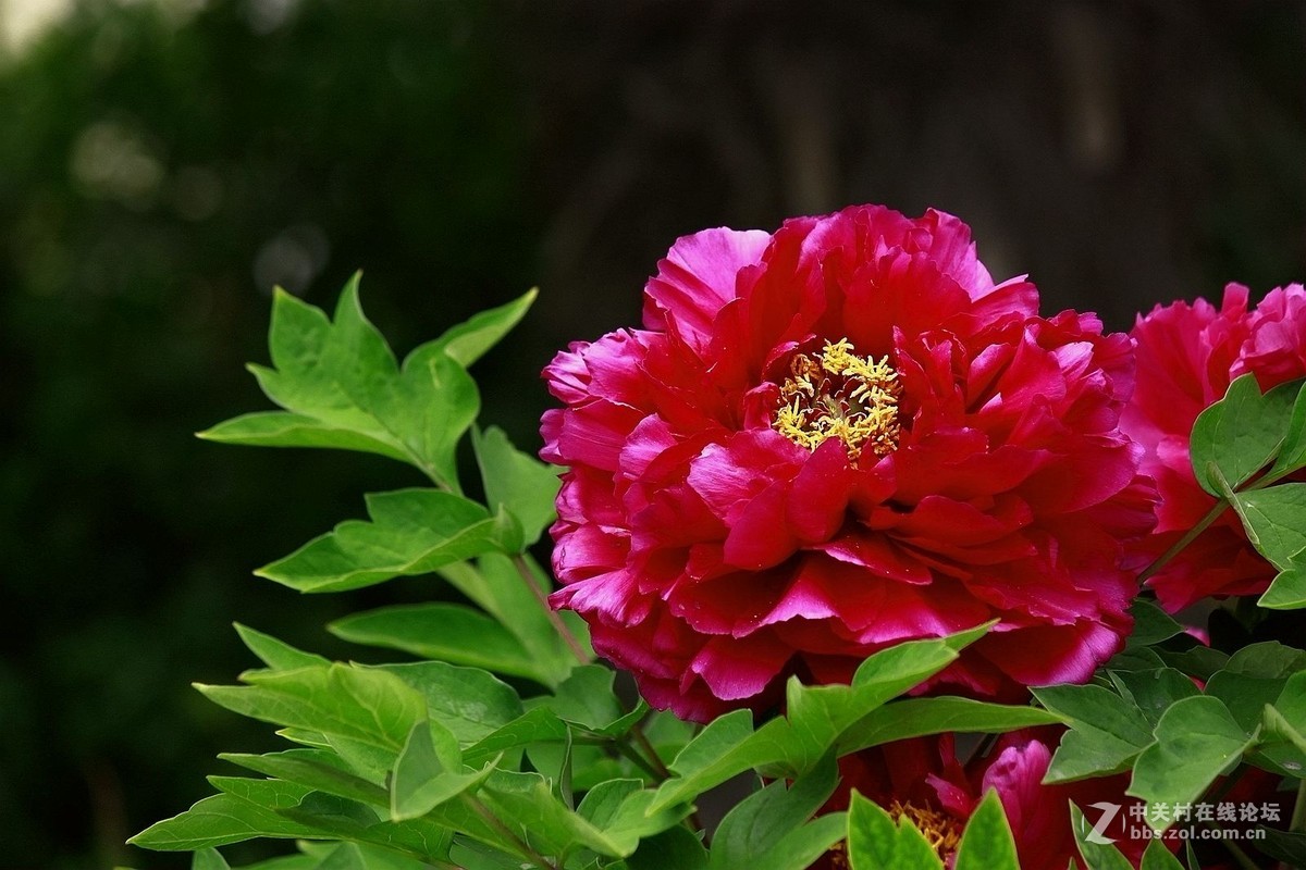 【2016--富贵牡丹】