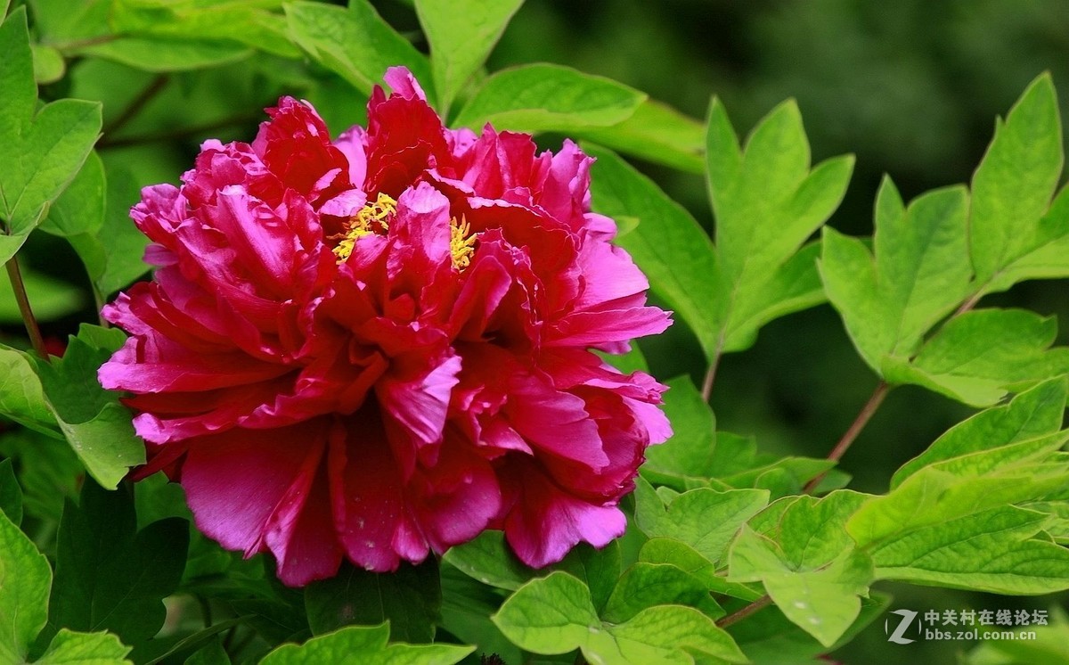 【2016--富贵牡丹】