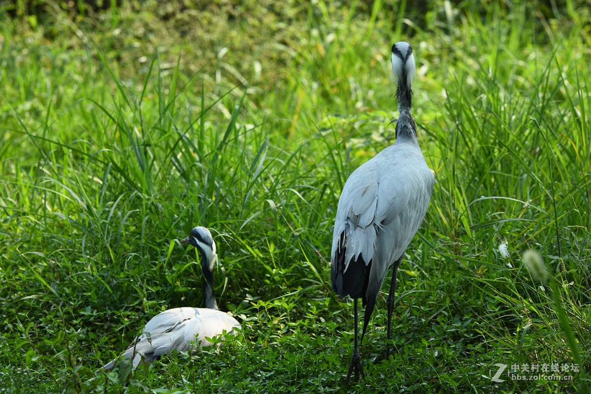 d7200適馬小黑5杭州野生動物世界飛禽系列