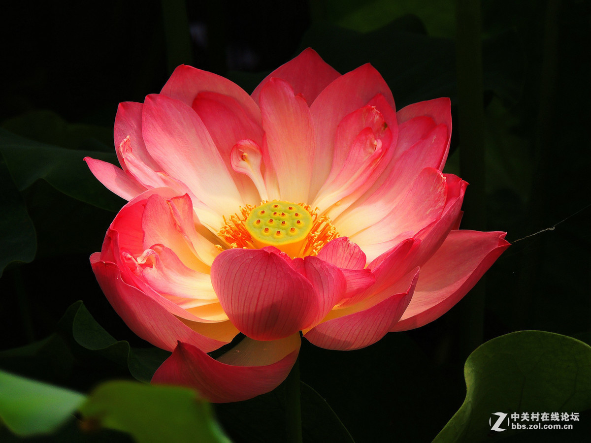 #版主坐堂# 4-6月尼康p510精华帖摘选