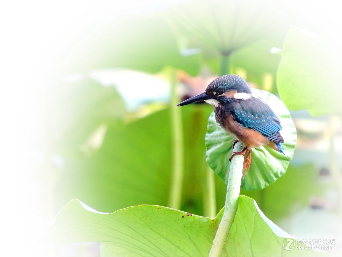 #版主坐堂# 4-6月尼康p510精华帖摘选