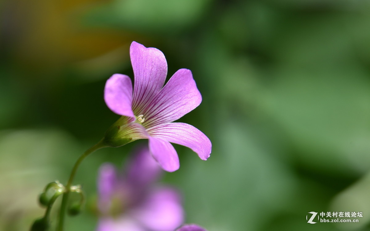 #版主坐堂# 4-6月尼康p510精华帖摘选