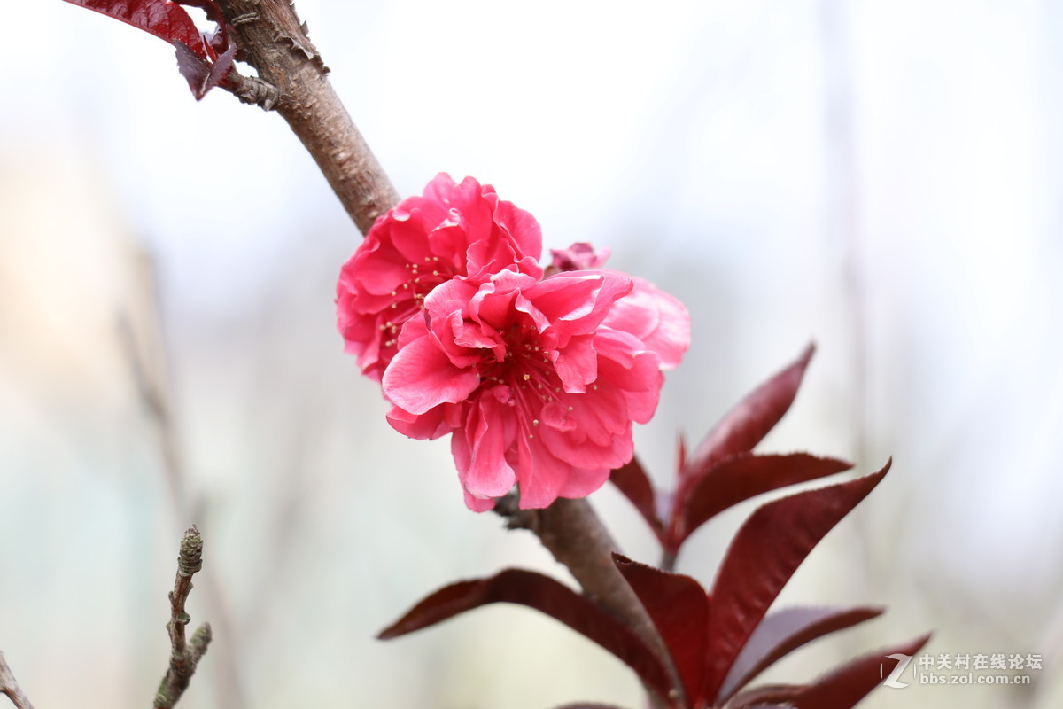 新手第一帖，进入大家庭，和大家共同学习了！