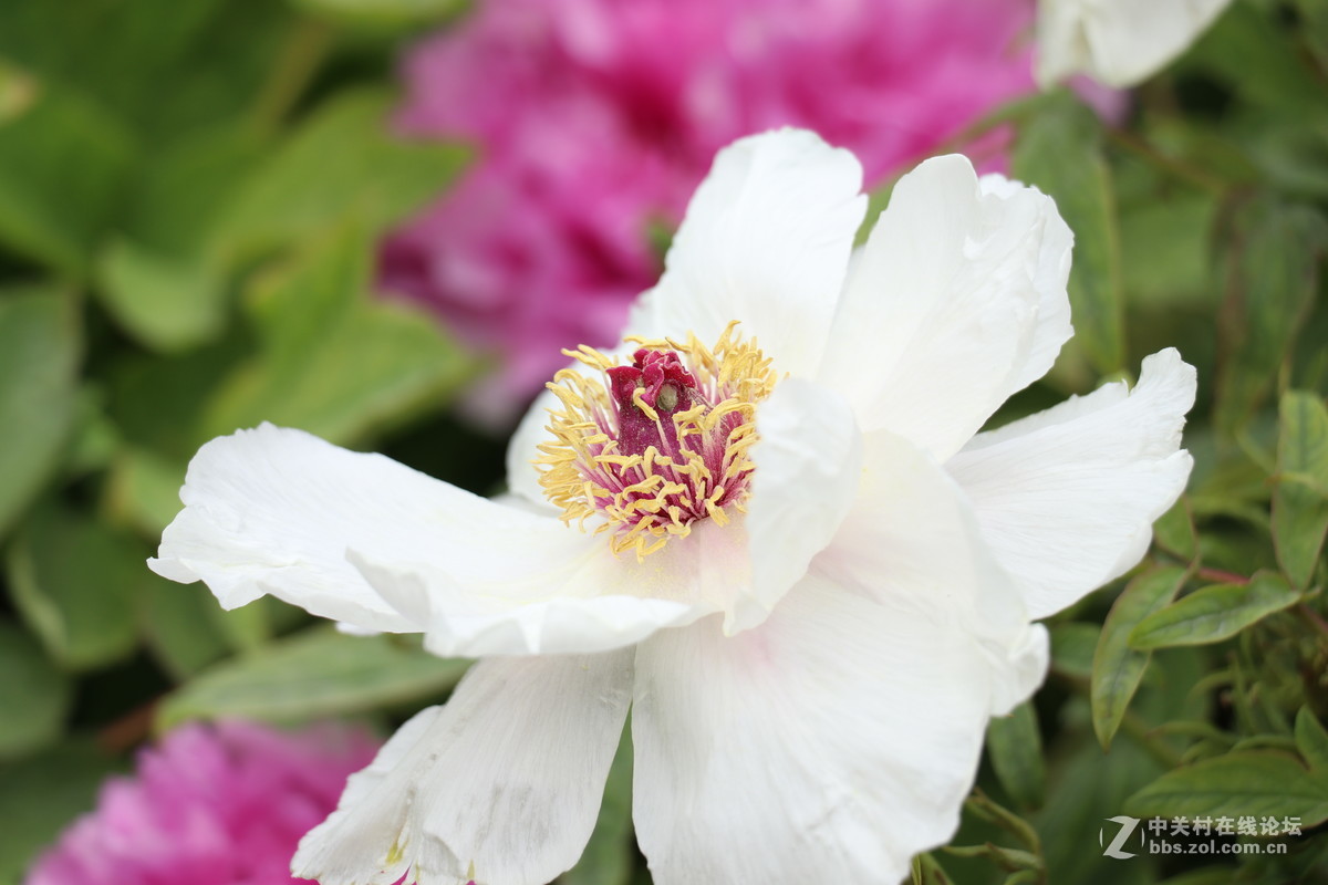 新手第一帖，进入大家庭，和大家共同学习了！